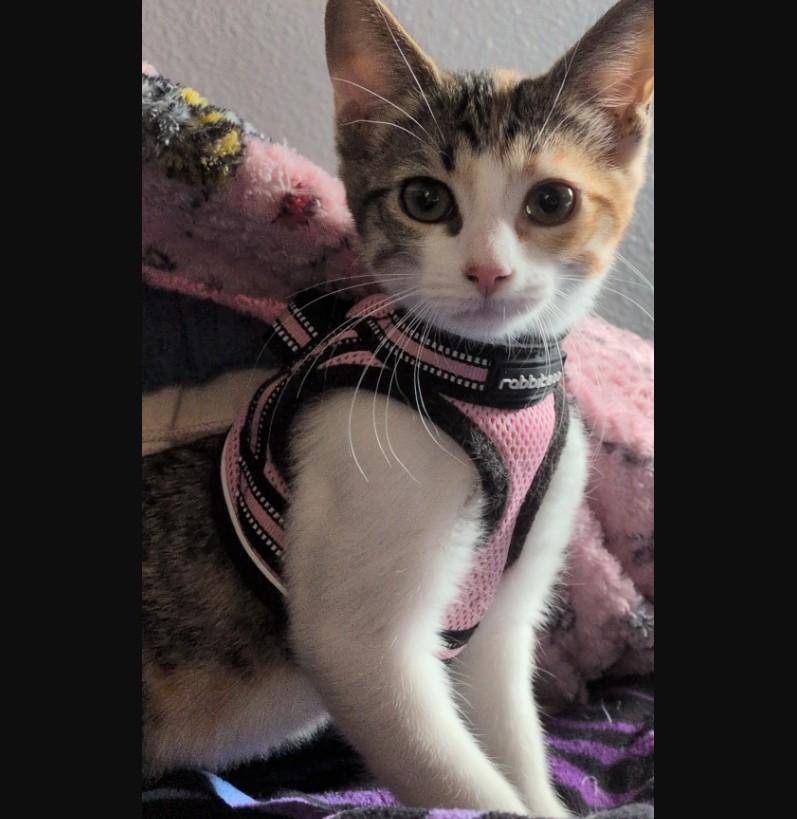 Enlarge Missy D Conrad, a Adoptable Domestic Short Hair in Denver, CO image 3/3