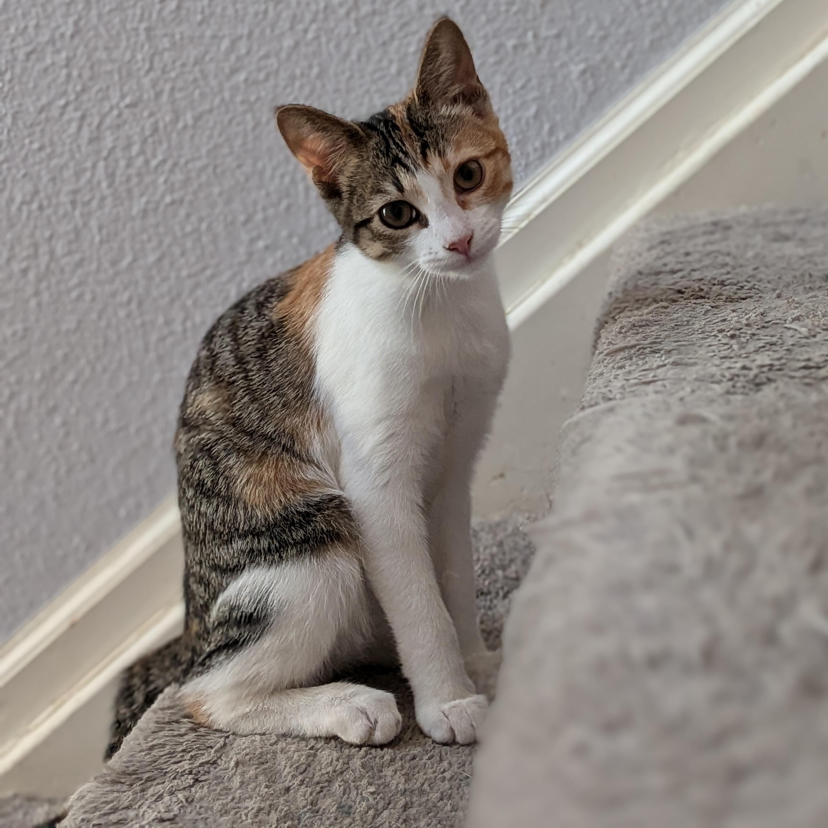 Missy D Conrad, Adoptable, Young Female Domestic Short Hair.