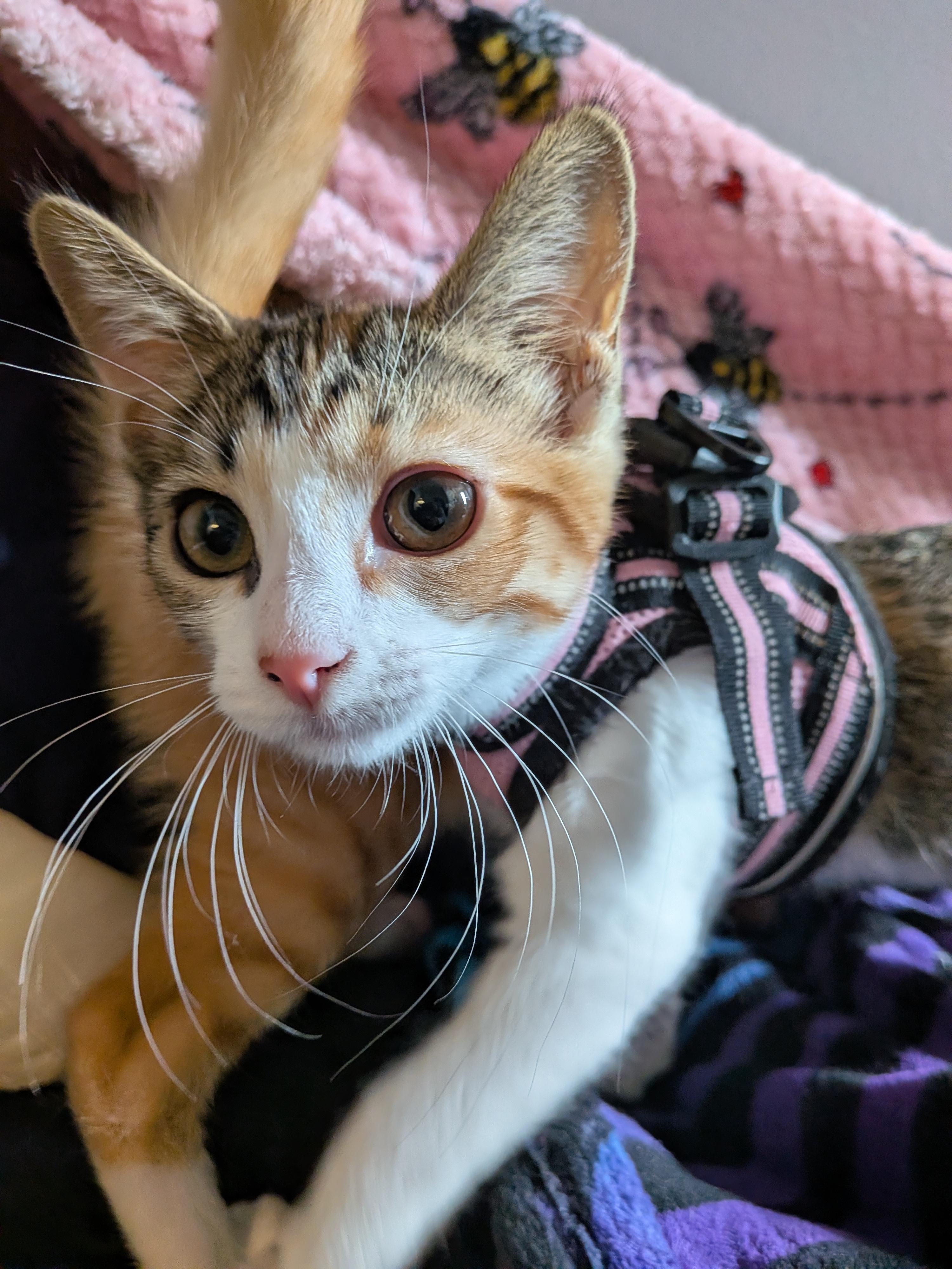 Enlarge Missy D Conrad, a Adoptable Domestic Short Hair in Denver, CO image 2/3