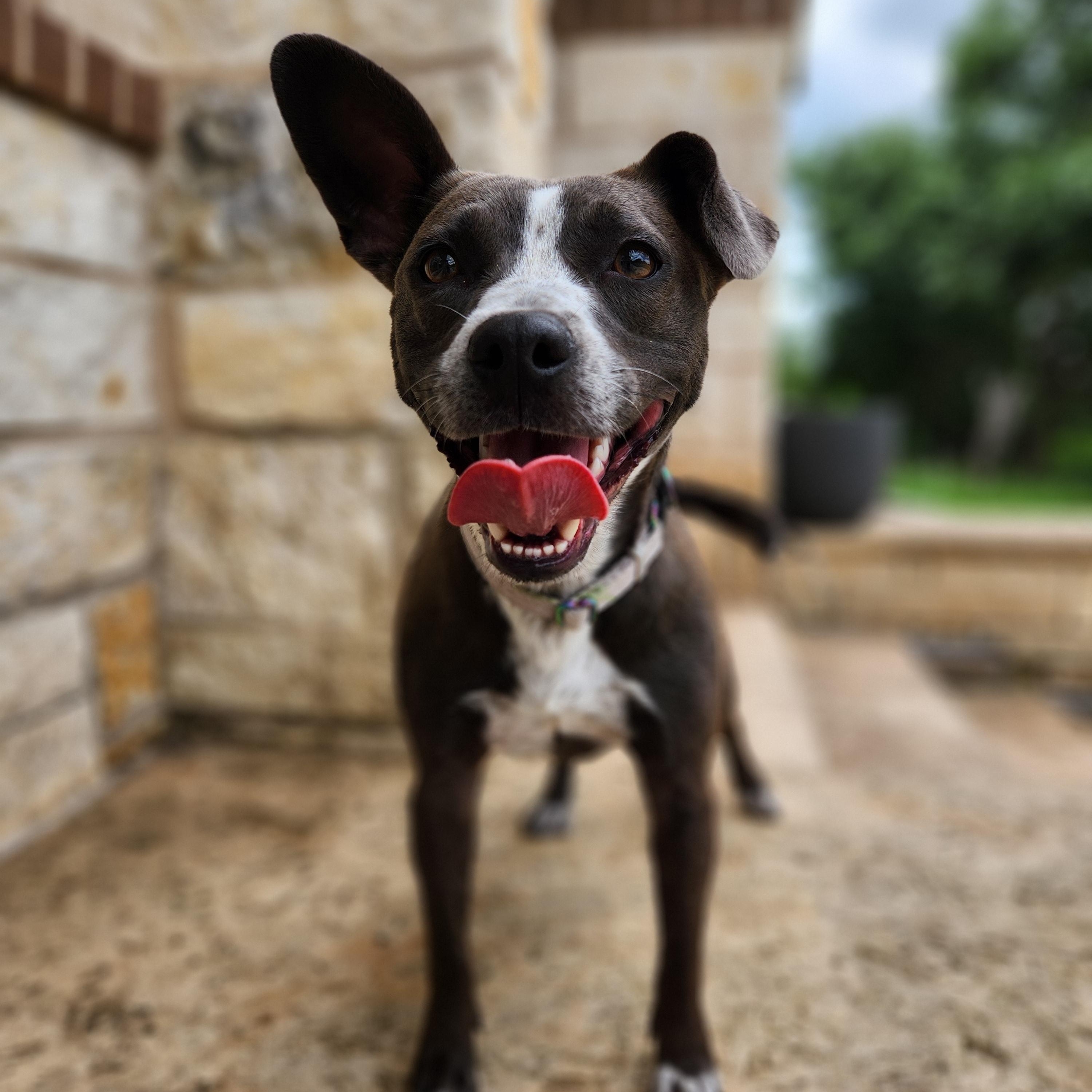 Elsie, a ADOPTABLE mixed breed in Killeen, TX image 5/6
