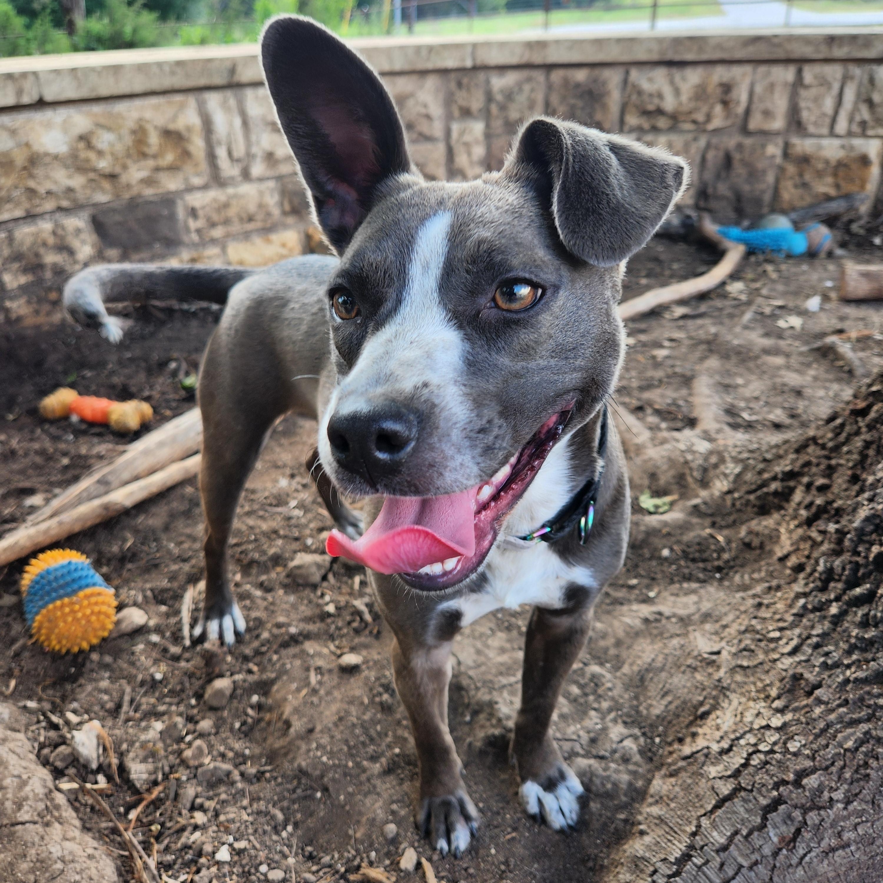 Elsie, a ADOPTABLE mixed breed in Killeen, TX image 4/6