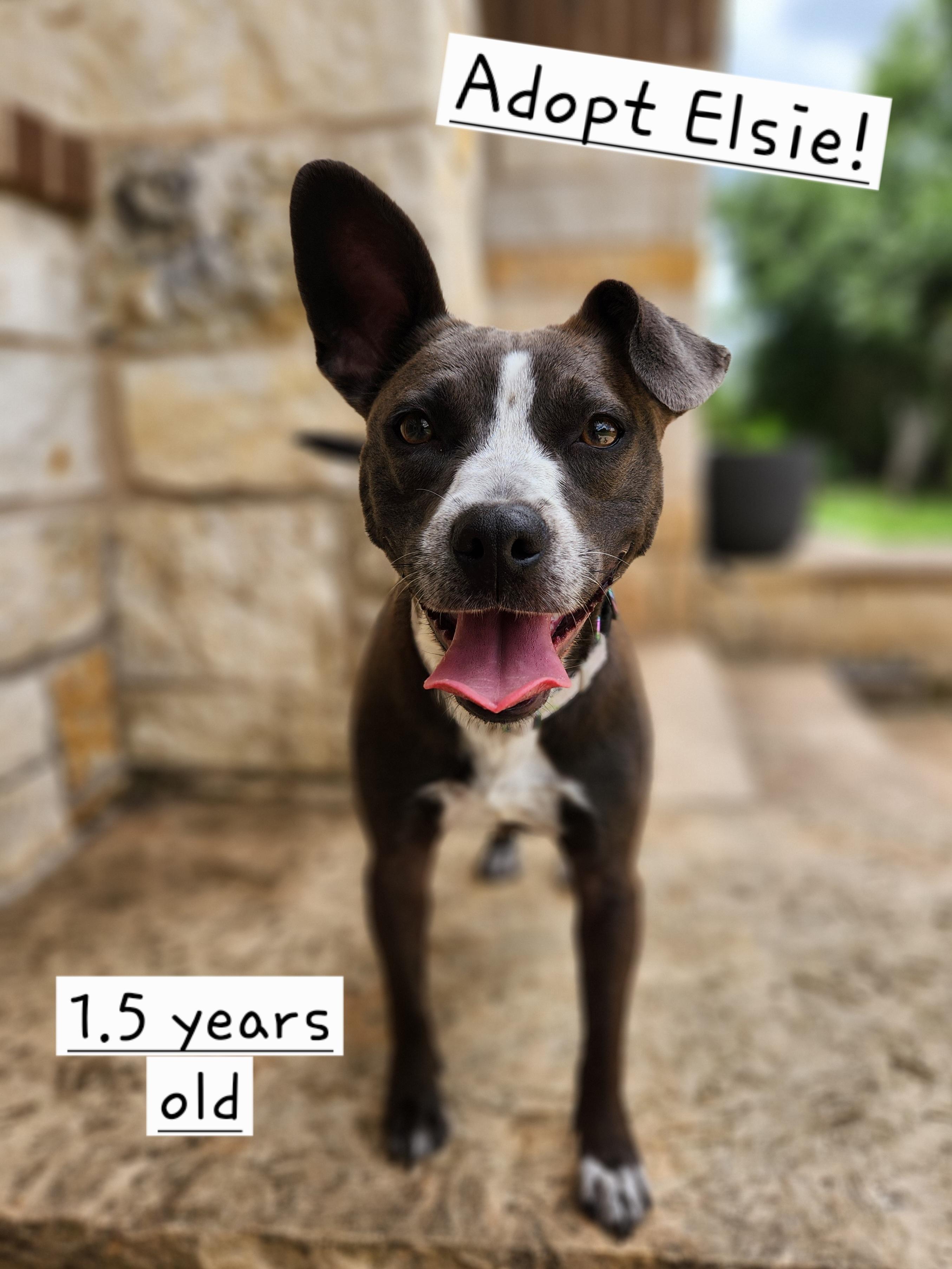 Elsie, ADOPTABLE, Adult Female Boston Terrier & Terrier.