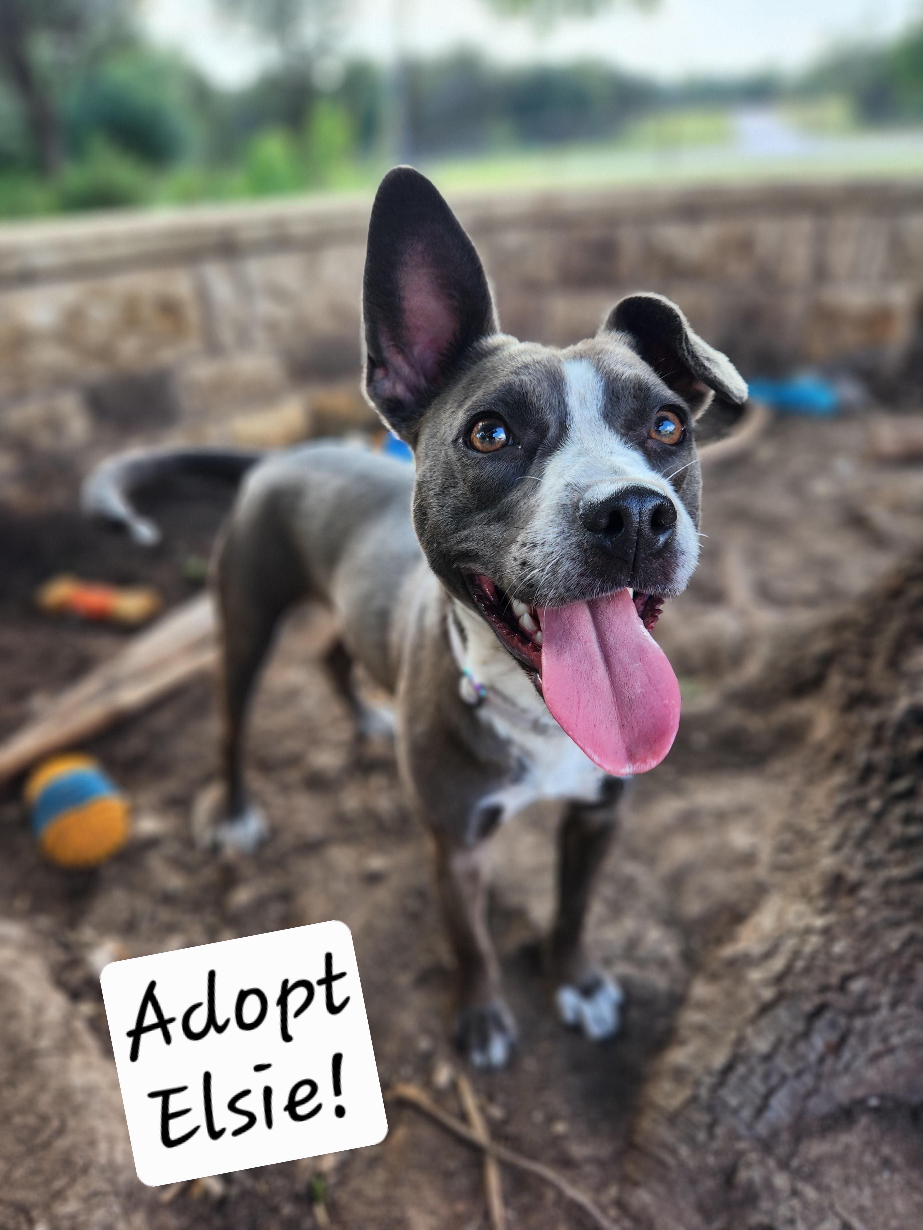 Elsie, a ADOPTABLE mixed breed in Killeen, TX image 6/6