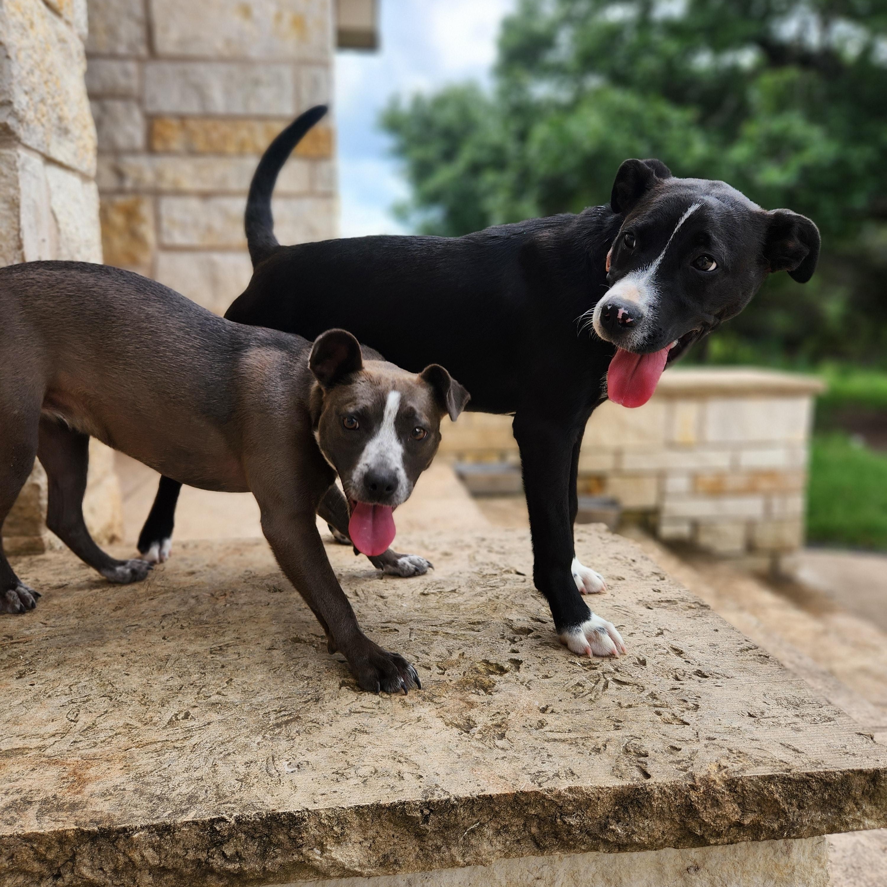 Elsie, a ADOPTABLE mixed breed in Killeen, TX image 3/6