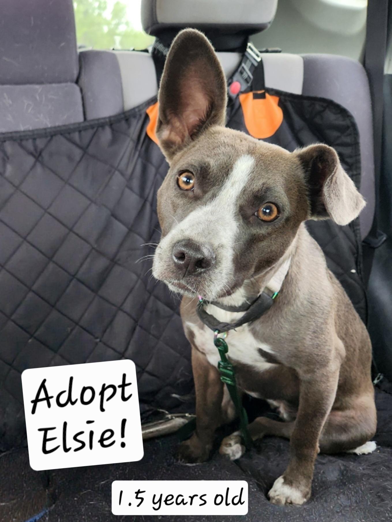 Elsie, a ADOPTABLE mixed breed in Killeen, TX image 2/6