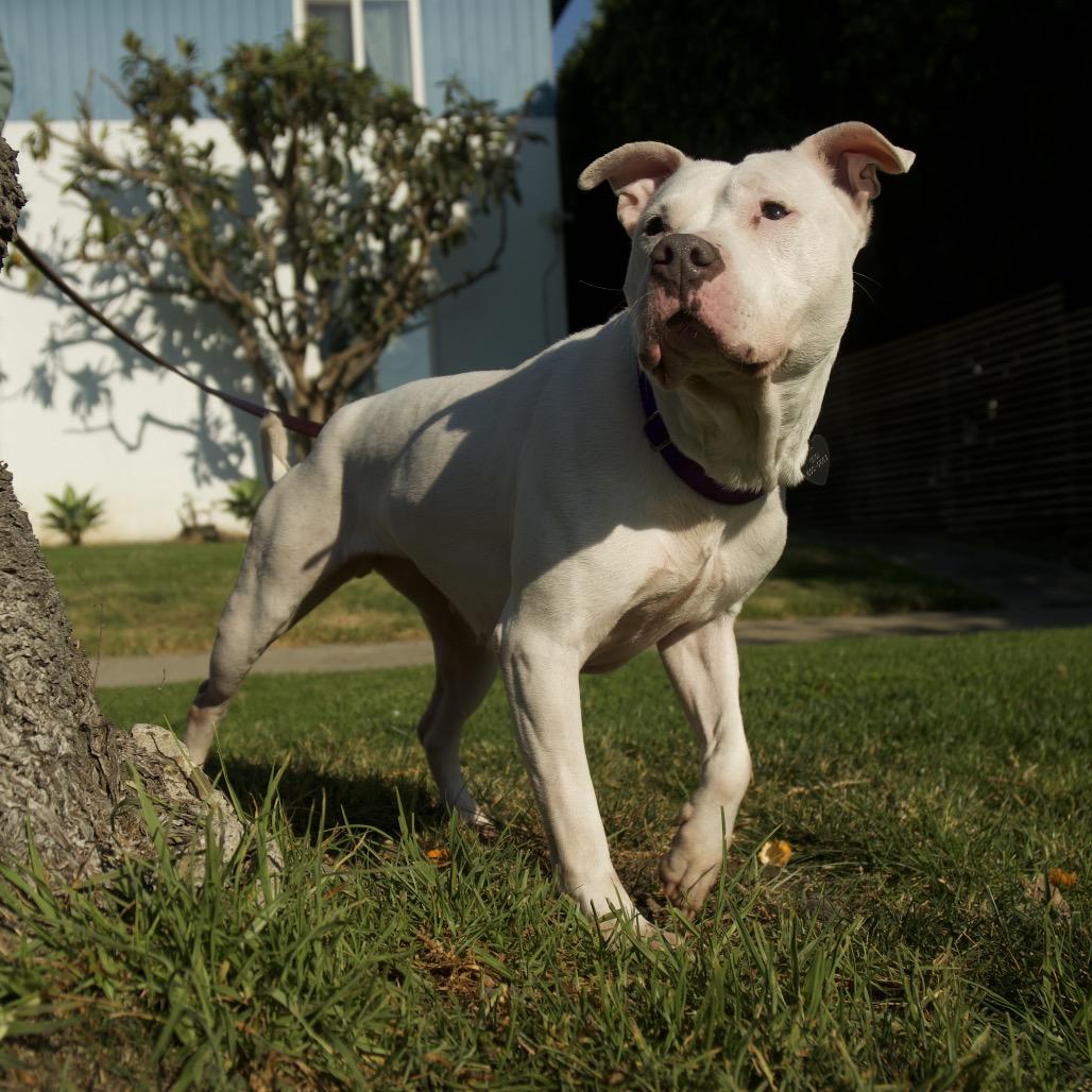 Blanca, Adoptable, Adult Female Pit Bull Terrier.