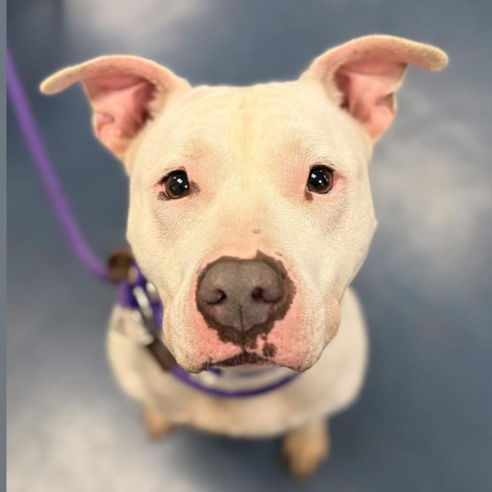 Enlarge Blanca, a Adoptable Pit Bull Terrier in Los Angeles, CA image 2/3