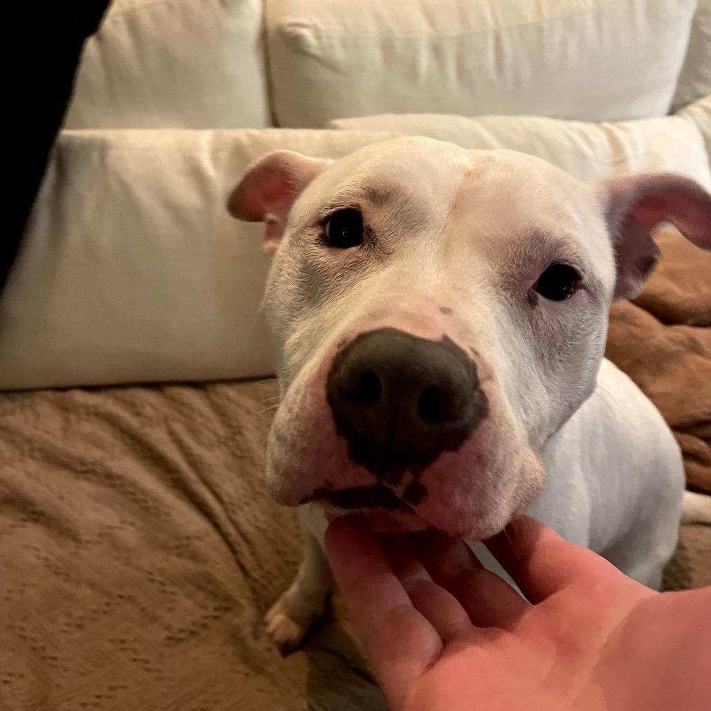 Enlarge Blanca, a Adoptable Pit Bull Terrier in Los Angeles, CA image 3/3