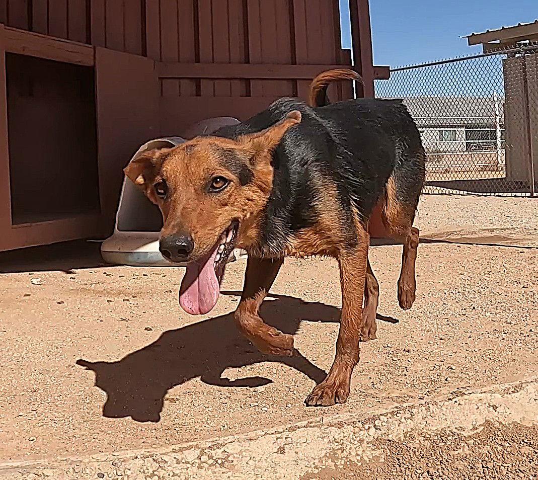 Enlarge Cohen, a Adoptable Shepherd in Queen Creek, AZ image 1/6