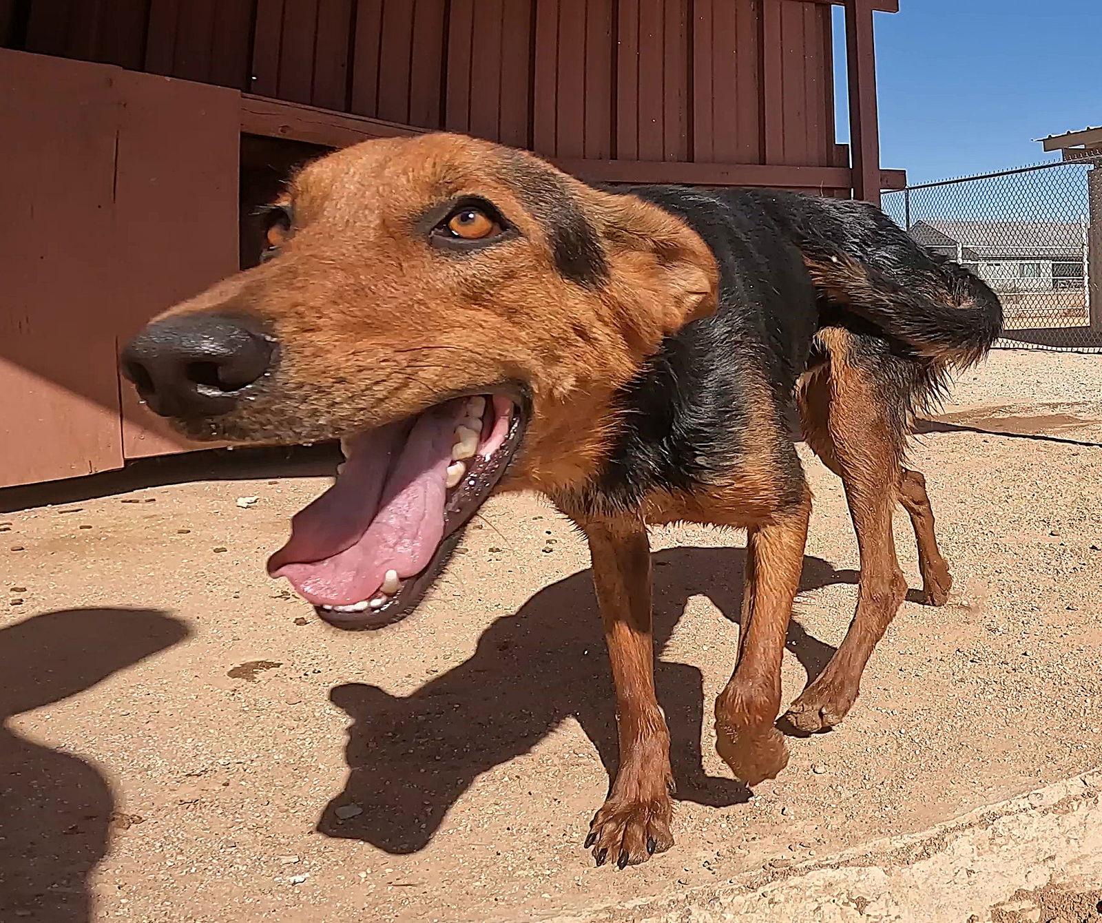 Enlarge Cohen, a Adoptable Shepherd in Queen Creek, AZ image 3/6