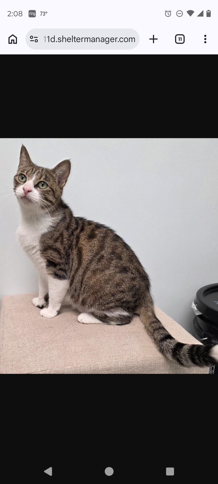 Giga, Adopted, Adult Female Domestic Short Hair.