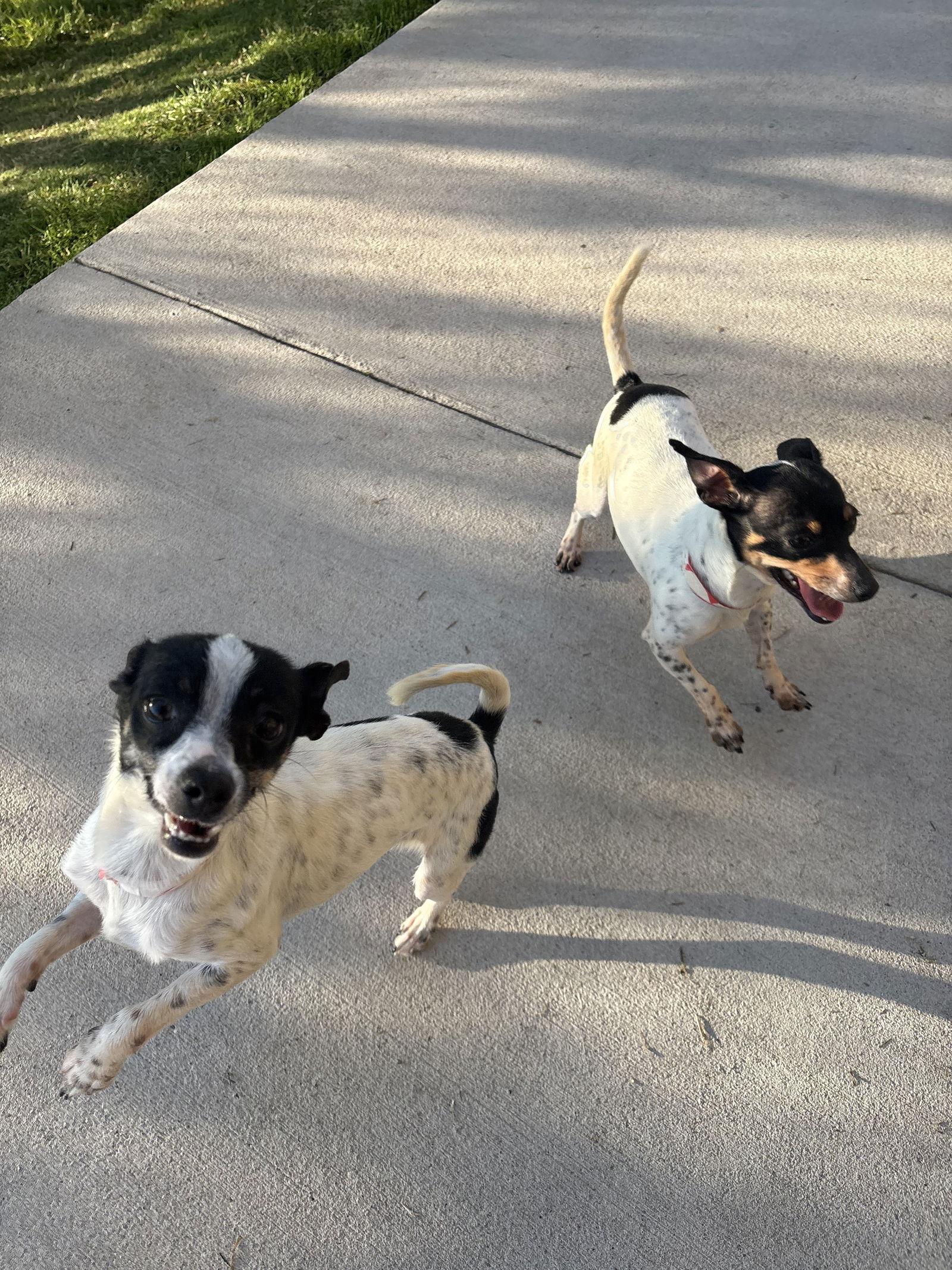 Enlarge Betty, a Adoptable mixed breed in Austin, TX image 1/2