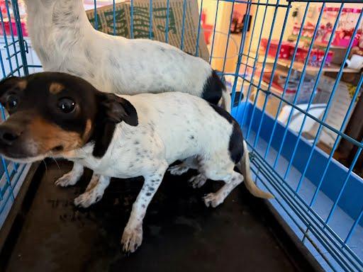 Veronica, Adoptable, Young Female Dachshund & Chihuahua.