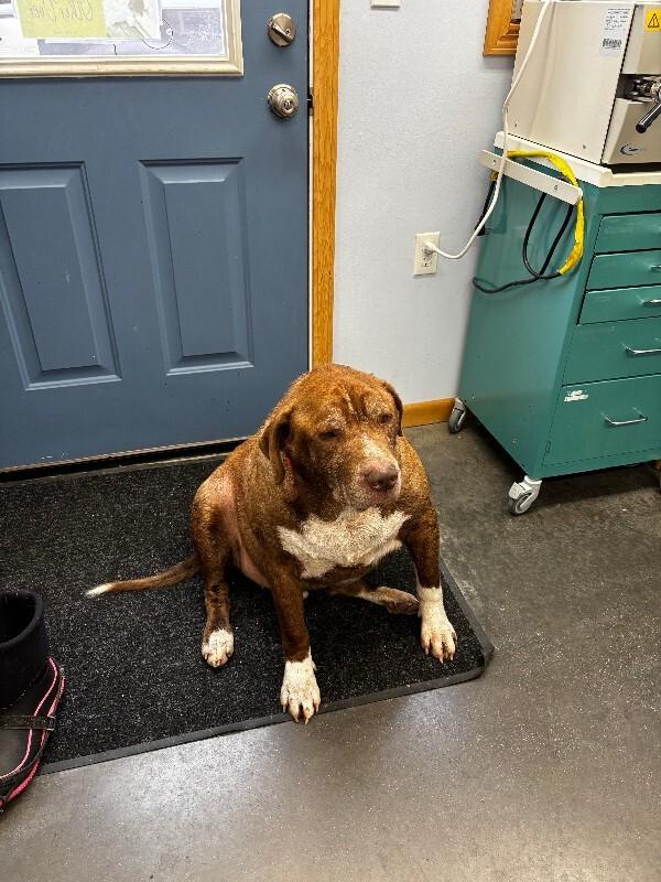 Enlarge Bane (Pumba), a Adoptable mixed breed in Haines, AK image 2/4