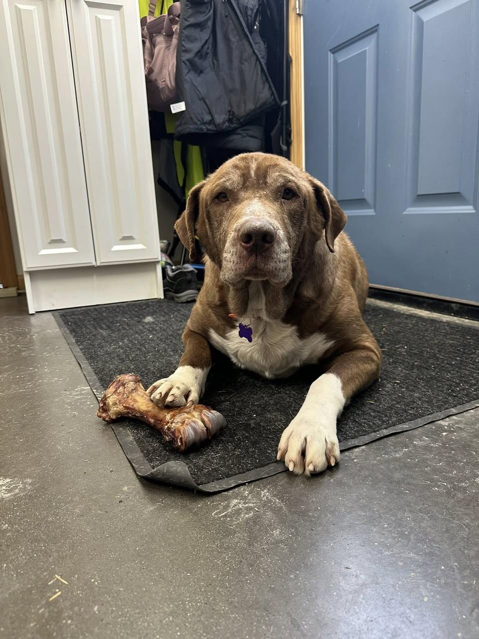 Enlarge Bane (Pumba), a Adoptable mixed breed in Haines, AK image 3/4