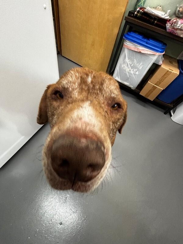 Enlarge Bane (Pumba), a Adoptable mixed breed in Haines, AK image 4/4