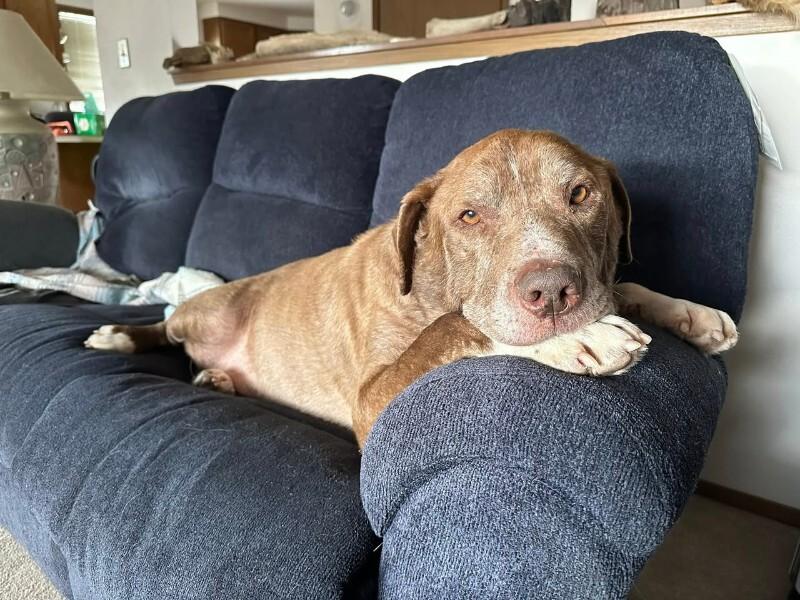 Enlarge Bane (Pumba), a Adoptable mixed breed in Haines, AK image 1/4