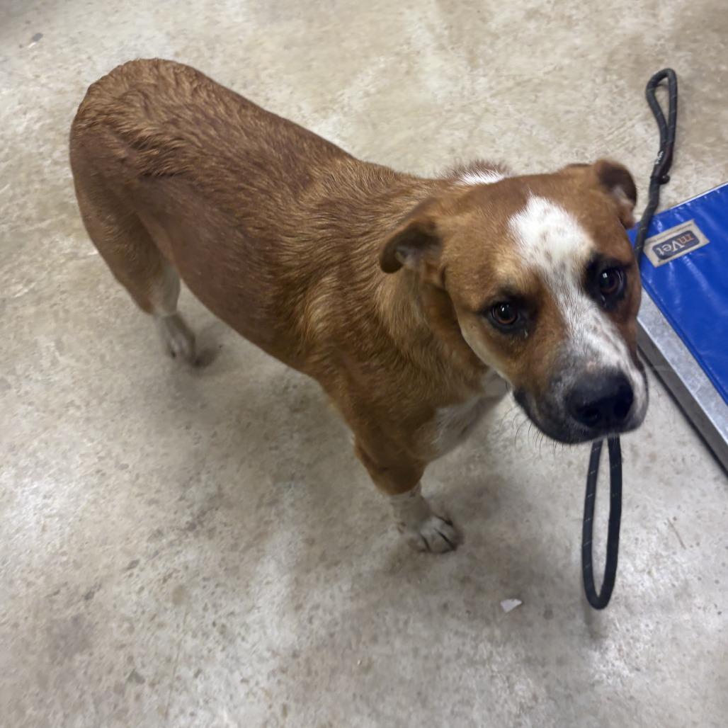 Auggie- 092312U, Adoptable, Adult Male Cattle Dog.