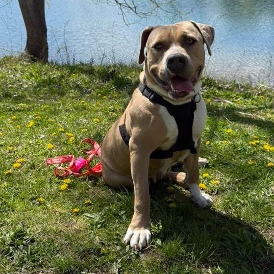 Enlarge Honey *My Adoption is Pending!**My Adoption fee is fully sponsored!*, a Adoptable Mixed Breed in Wappingers Falls, NY image 2/4
