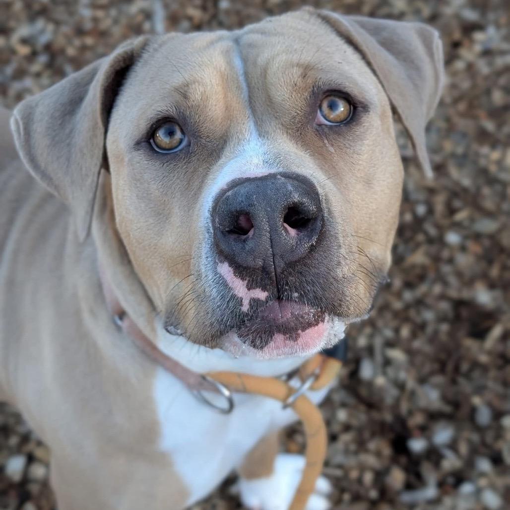 Enlarge Honey *My Adoption is Pending!**My Adoption fee is fully sponsored!*, a Adoptable Mixed Breed in Wappingers Falls, NY image 3/4