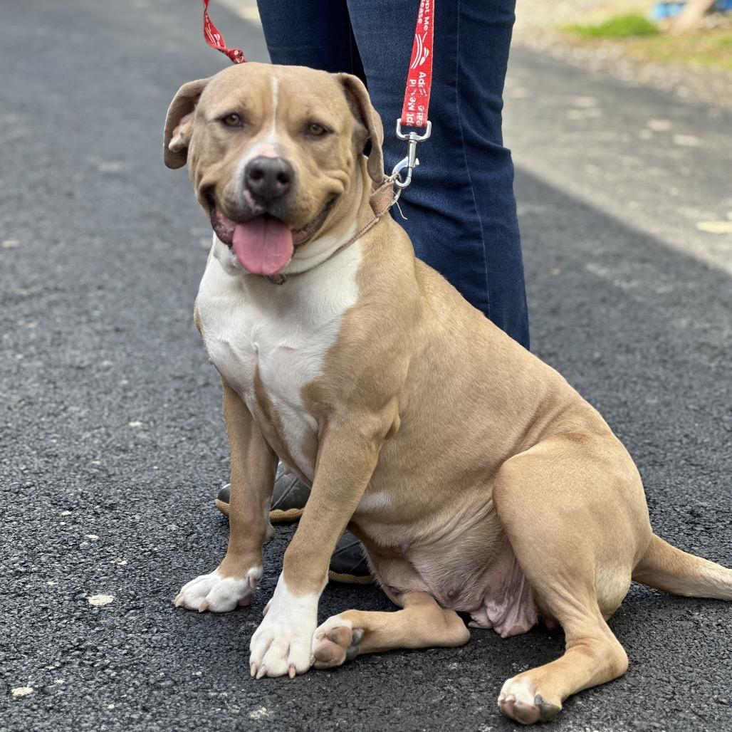 Enlarge Honey *My Adoption is Pending!**My Adoption fee is fully sponsored!*, a Adoptable Mixed Breed in Wappingers Falls, NY image 4/4