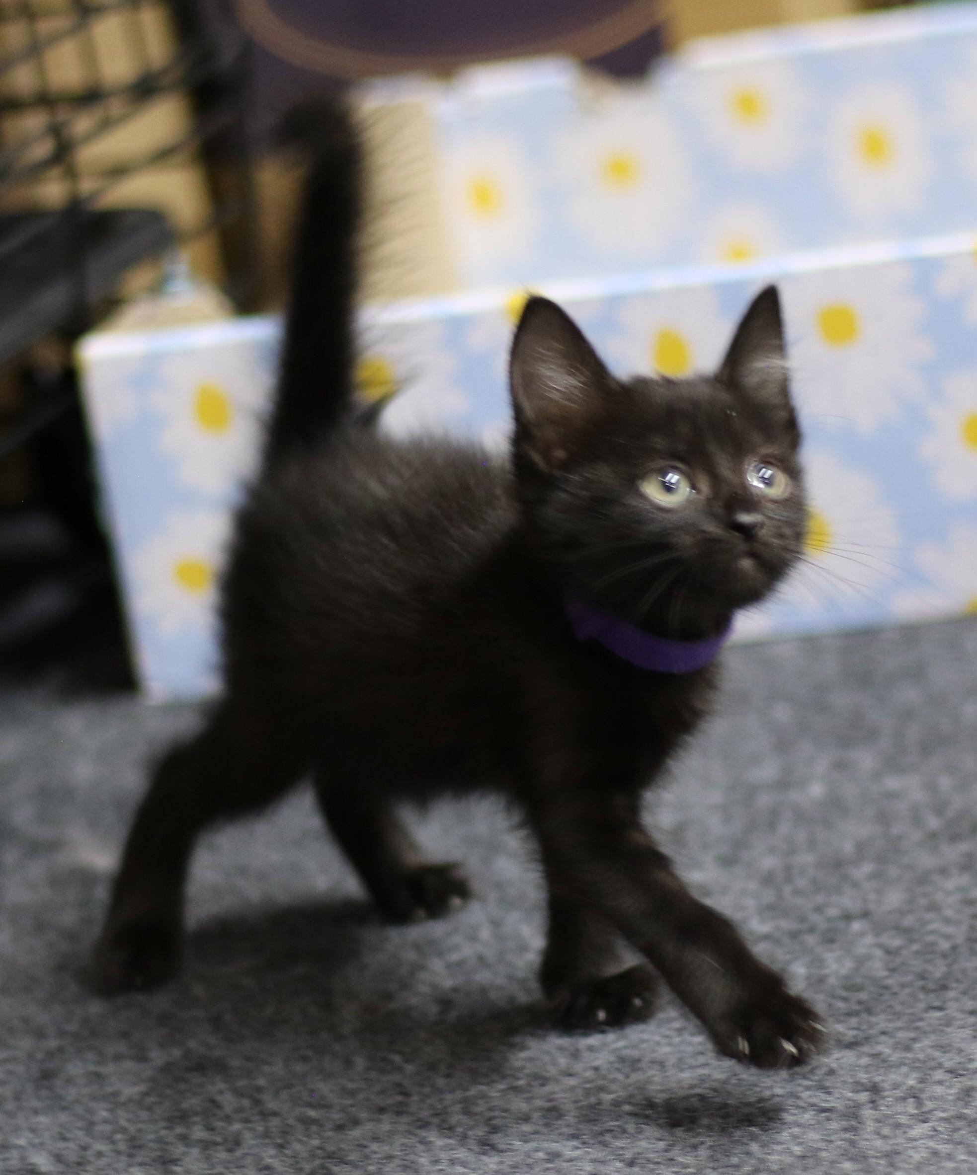Rowan, an adoptable Domestic Short Hair in Cut Bank, MT, 59427 | Photo Image 2