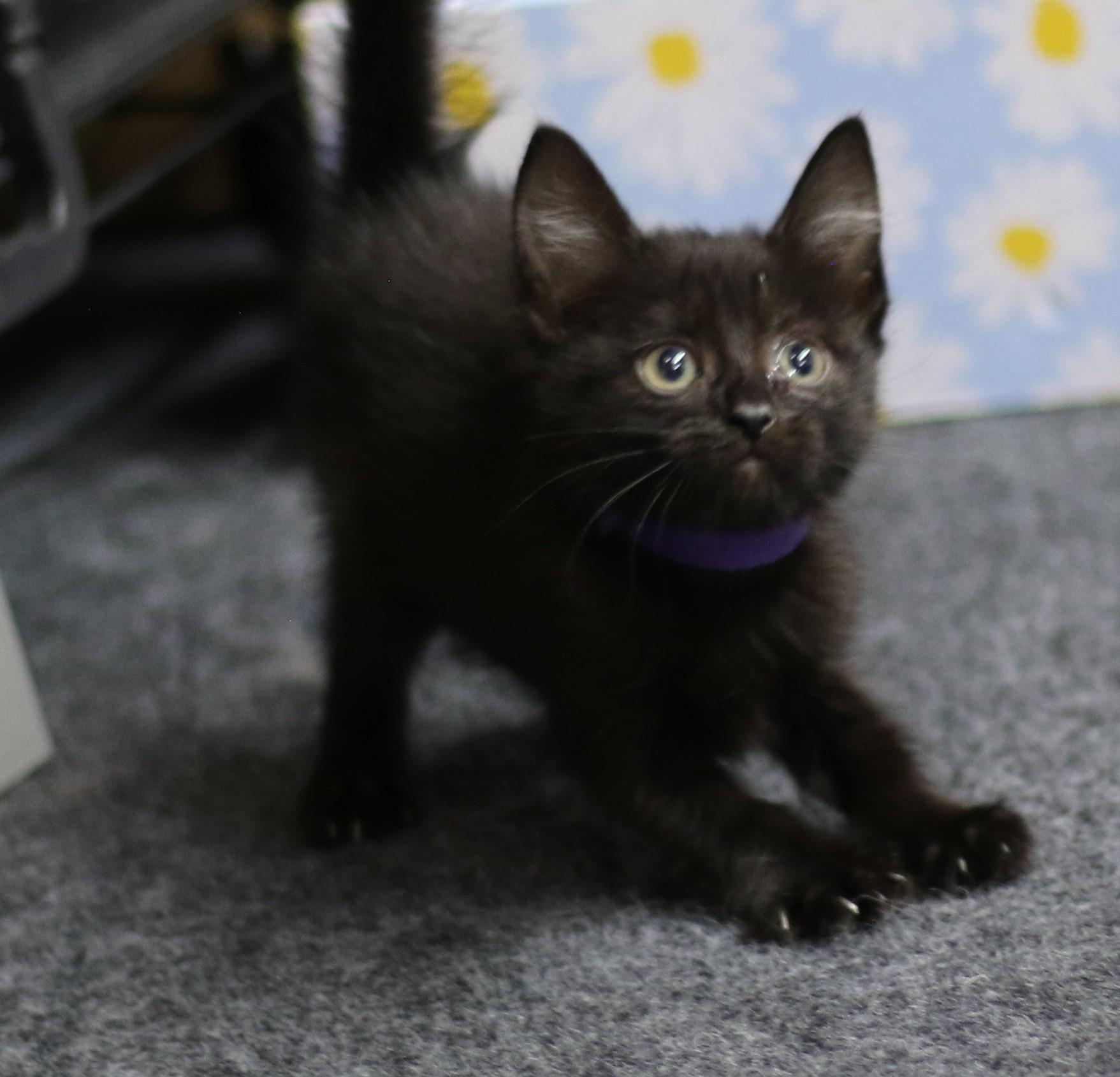 Rowan, an adoptable Domestic Short Hair in Cut Bank, MT, 59427 | Photo Image 3
