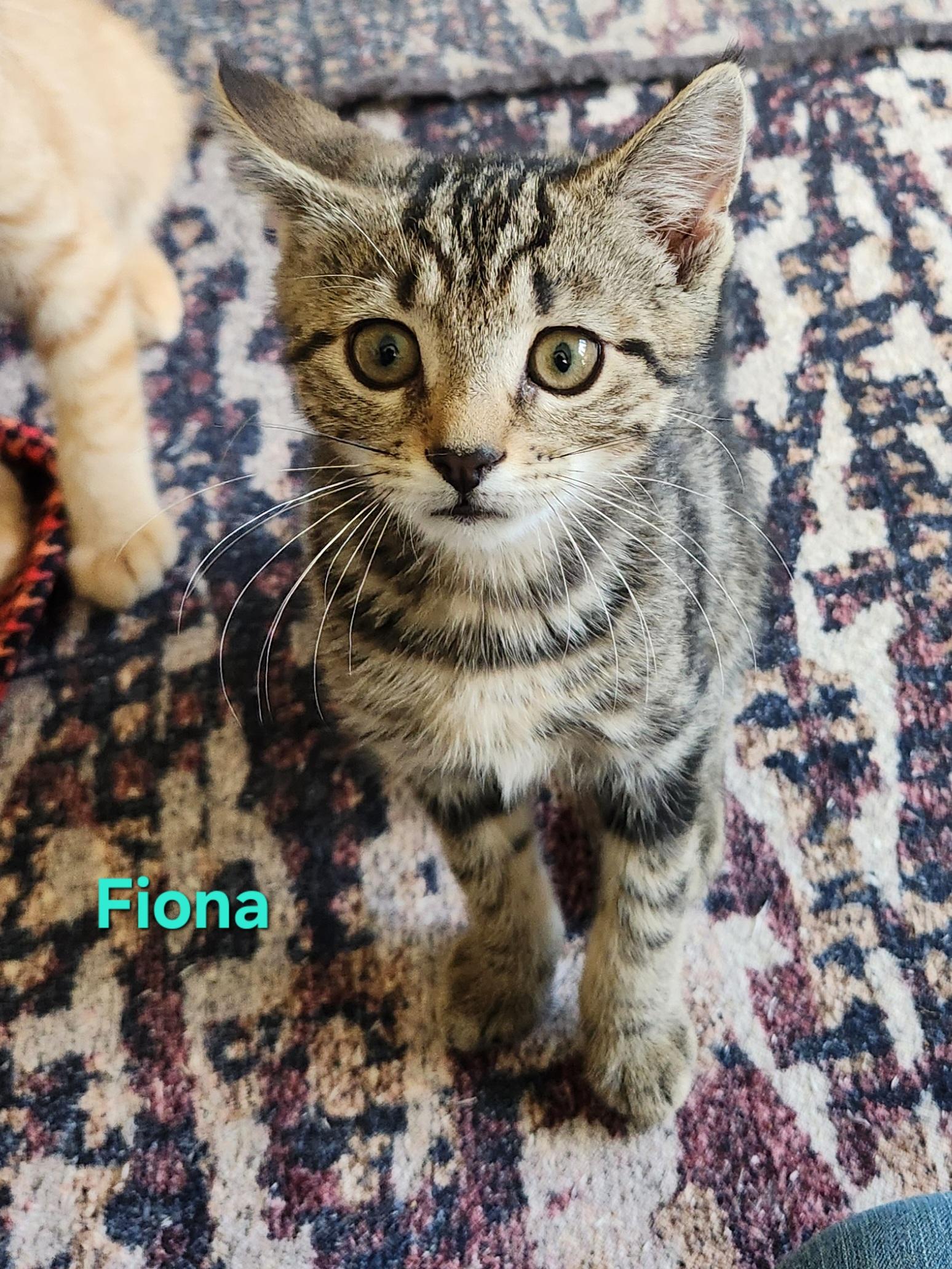 Fiona, an adopted Domestic Short Hair in Warminster, PA image 1/6