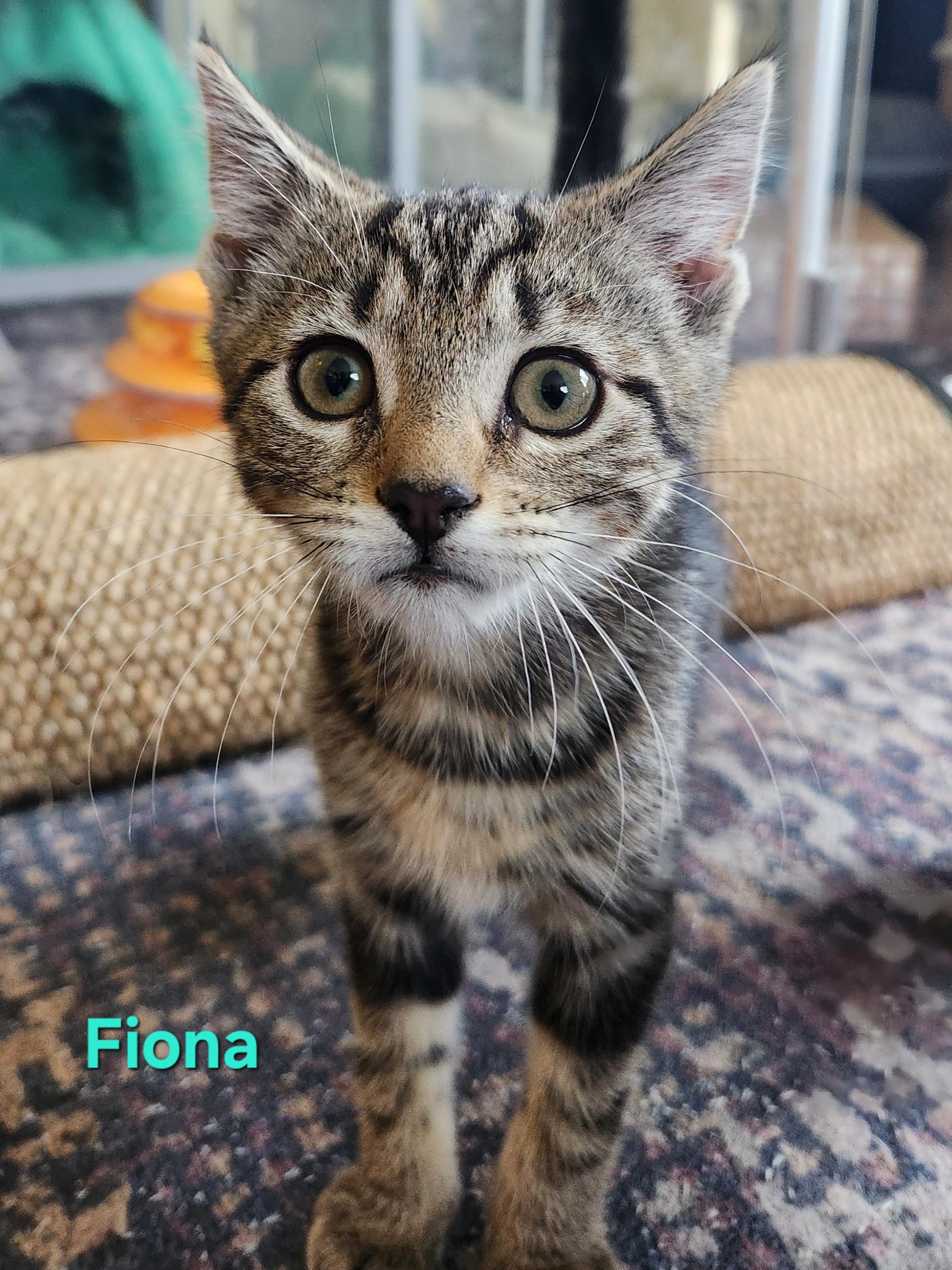Fiona, an adopted Domestic Short Hair in Warminster, PA image 5/6