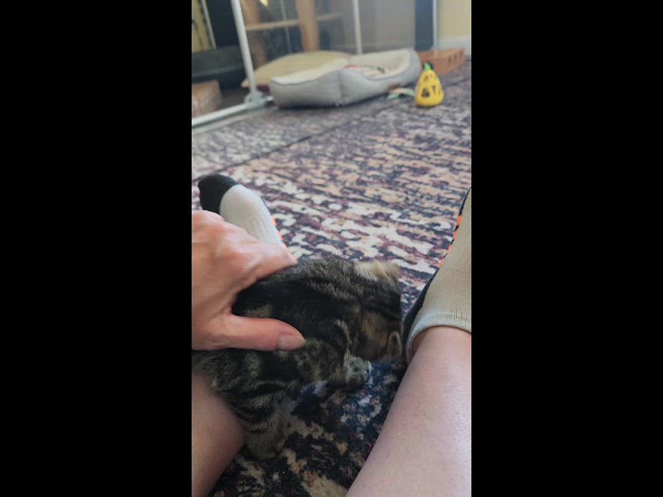 Enlarge Fiona, an adopted Domestic Short Hair in Warminster, PA video 6/6