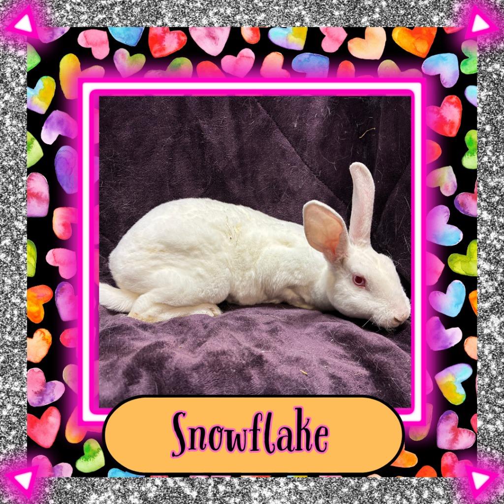 Snowflake, Adoptable, Baby Female Mini Rex.
