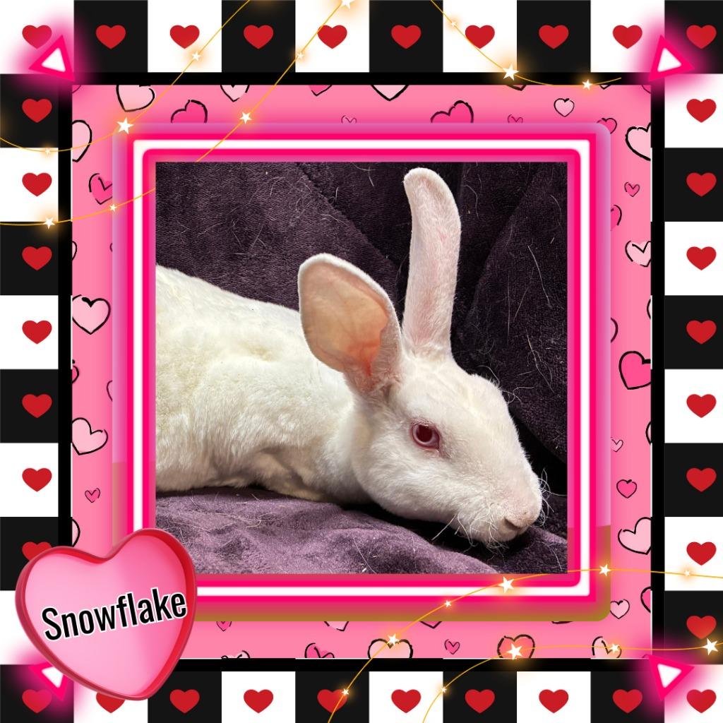Enlarge Snowflake, a Adoptable Mini Rex in Elizabethtown, KY image 2/3