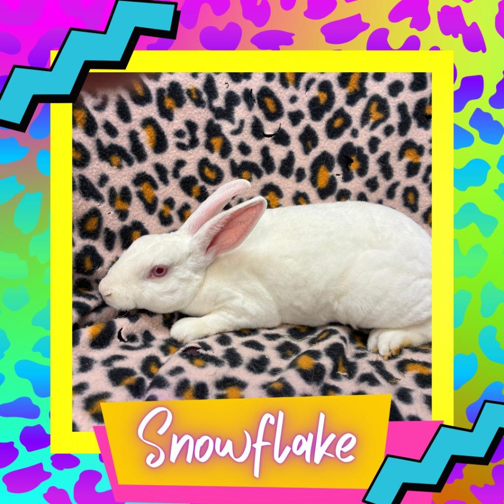 Enlarge Snowflake, a Adoptable Mini Rex in Elizabethtown, KY image 3/3