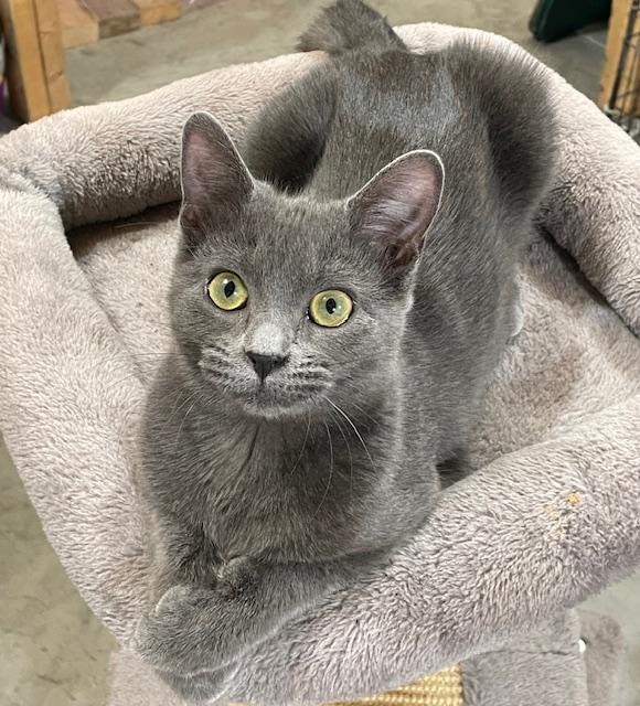 Enlarge Audery, a ADOPTABLE Domestic Short Hair in Savanna, IL image 1/1