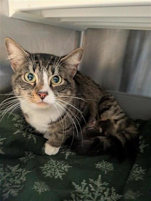 Maka, Adopted, Adult Female Domestic Short Hair.