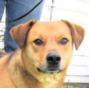 James River, Adoptable, Young Male Labrador Retriever & Australian Cattle Dog / Blue Heeler.