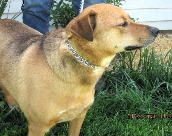 Enlarge James River, a Adoptable mixed breed in Frederick, MD image 2/4