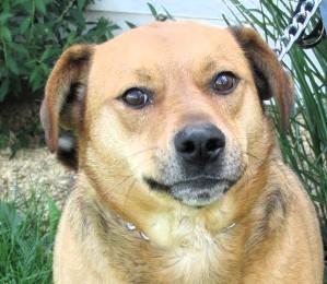 Enlarge James River, a Adoptable mixed breed in Frederick, MD image 3/4