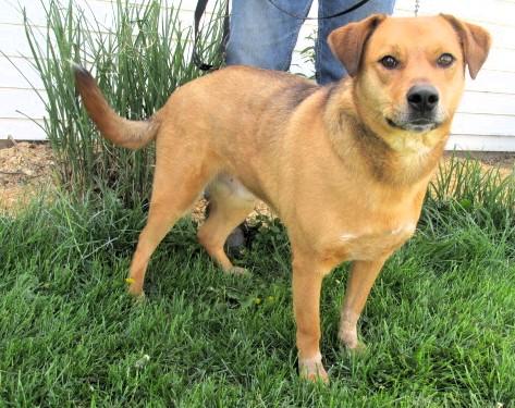 Enlarge James River, a Adoptable mixed breed in Frederick, MD image 4/4