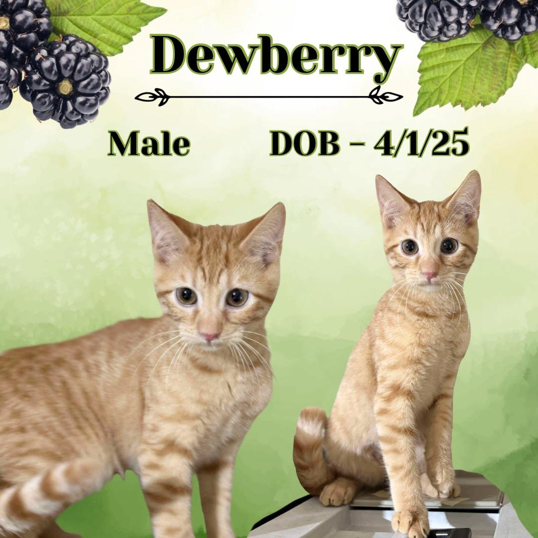 Dewberry