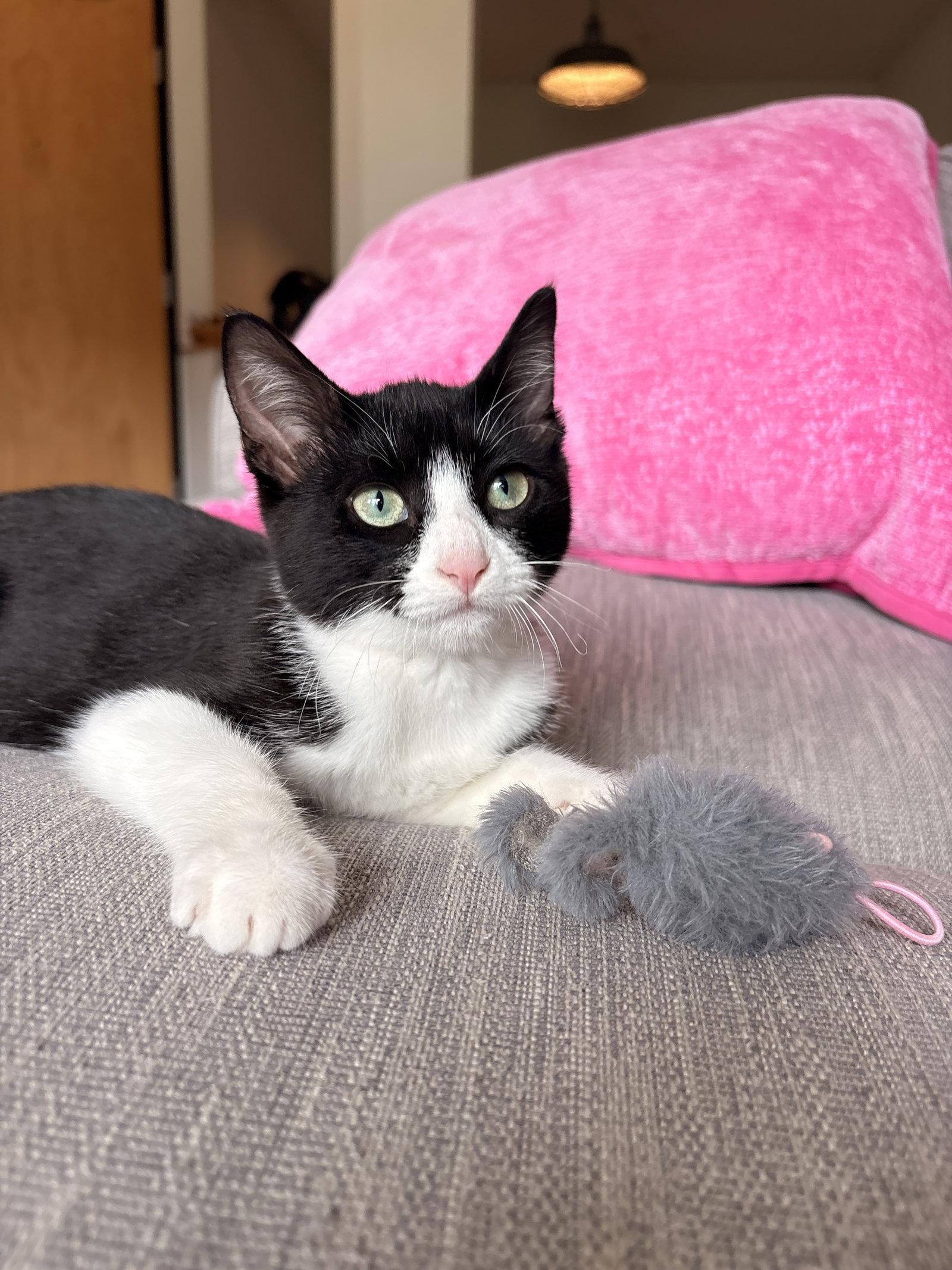 Enlarge Melody, a Adopted Tuxedo in Zimmerman, MN image 1/2