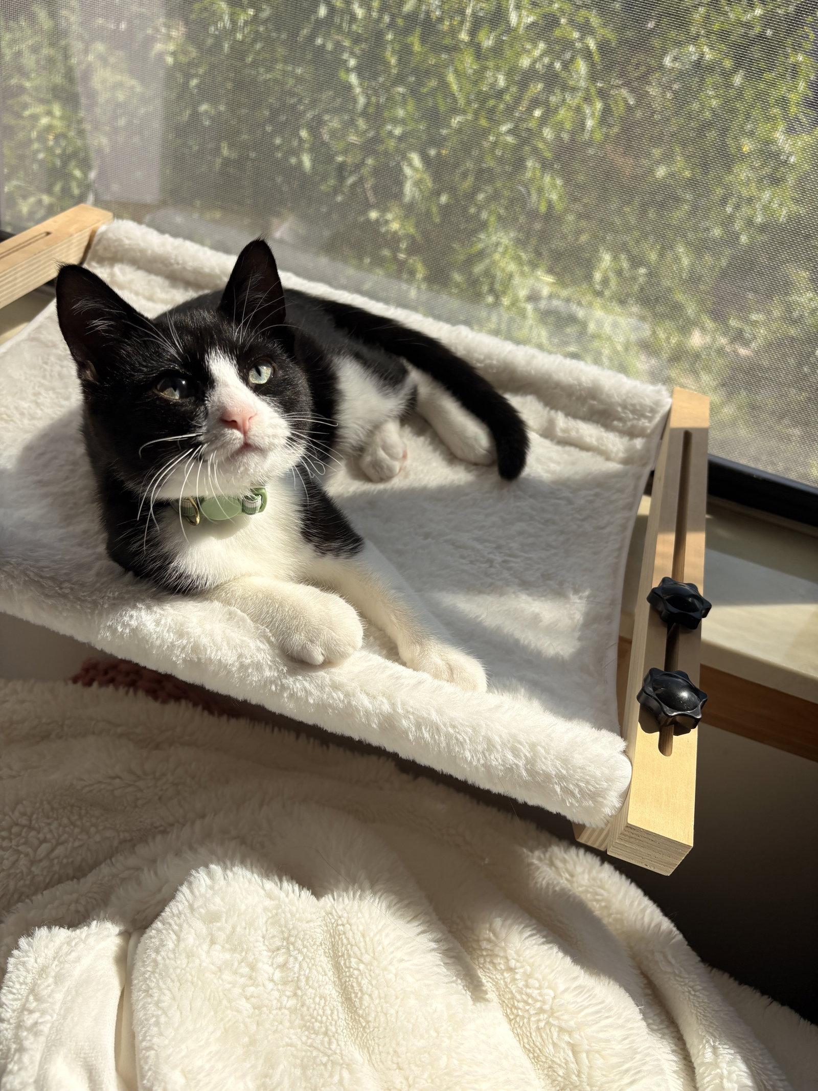 Enlarge Melody, a Adopted Tuxedo in Zimmerman, MN image 2/2