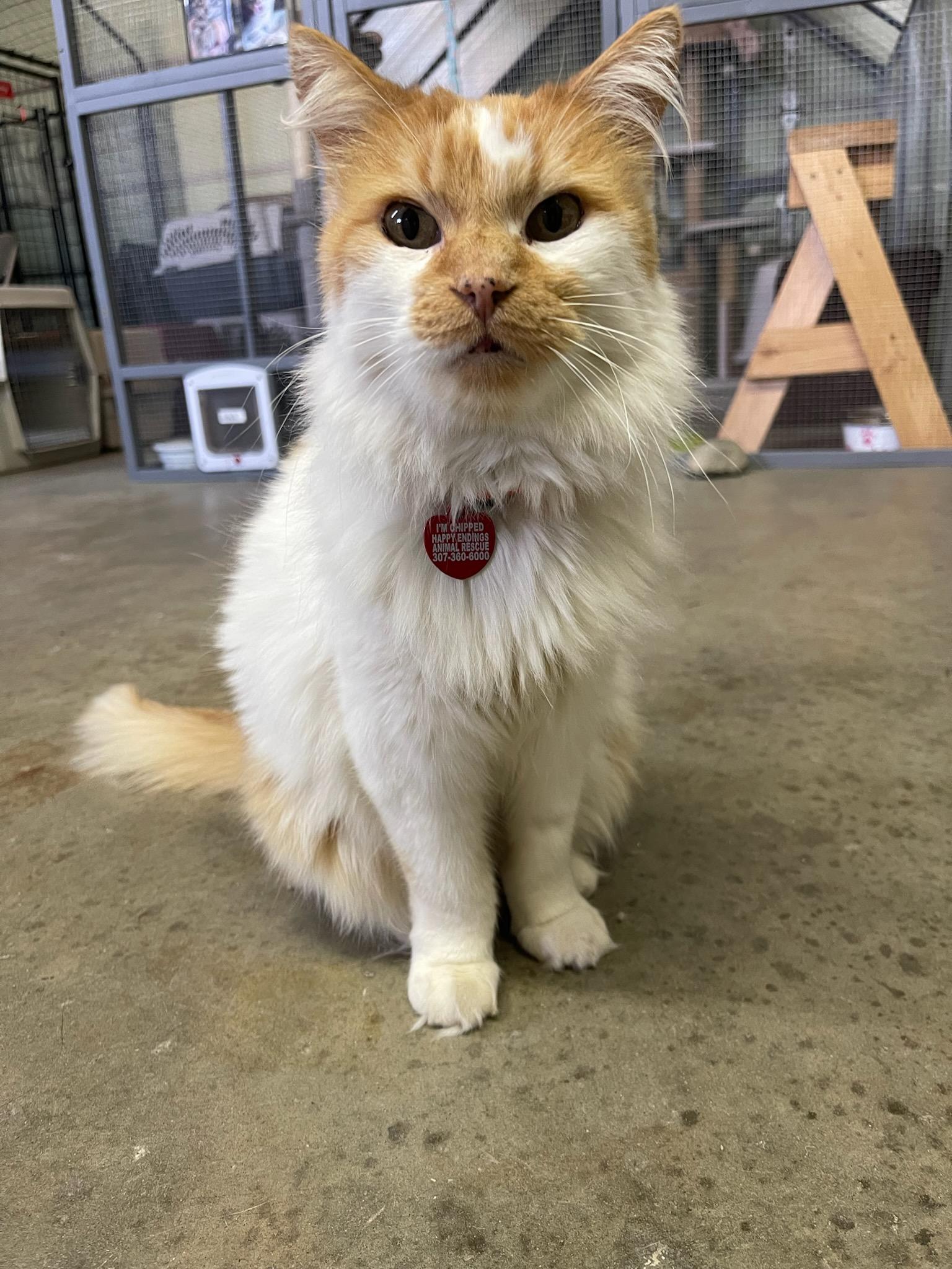 Enlarge Nemo, a ADOPTABLE American Shorthair in Pinedale, WY image 1/5