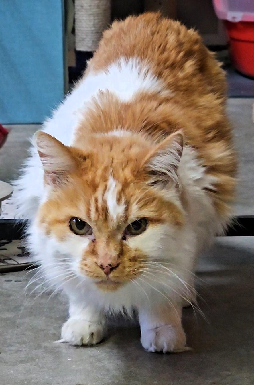 Nemo, ADOPTABLE, Adult Male American Shorthair.