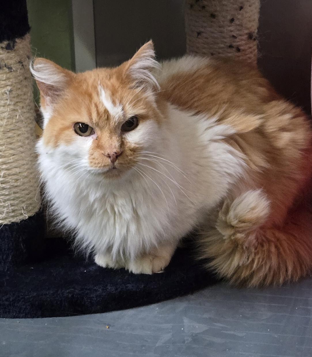 Enlarge Nemo, a ADOPTABLE American Shorthair in Pinedale, WY image 2/2