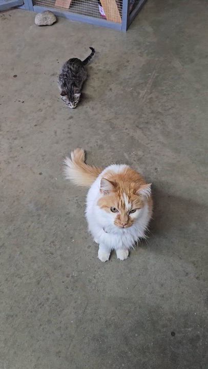 Enlarge Nemo, a ADOPTABLE American Shorthair in Pinedale, WY video 4/5