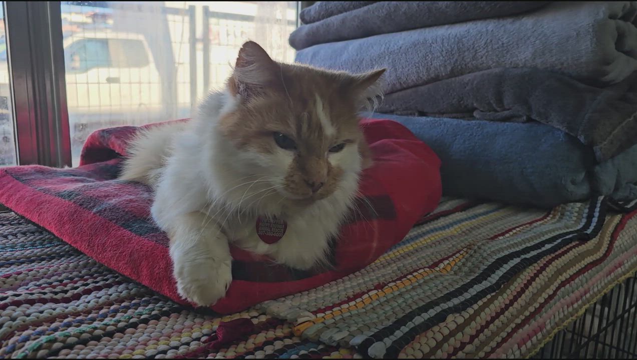 Enlarge Nemo, a ADOPTABLE American Shorthair in Pinedale, WY video 5/5