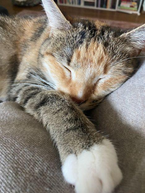 Nelly, a Adoptable Calico in Ona, WV image 1/6