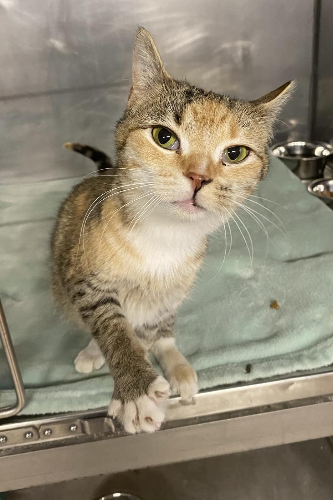 Nelly, a Adoptable Calico in Ona, WV image 2/6