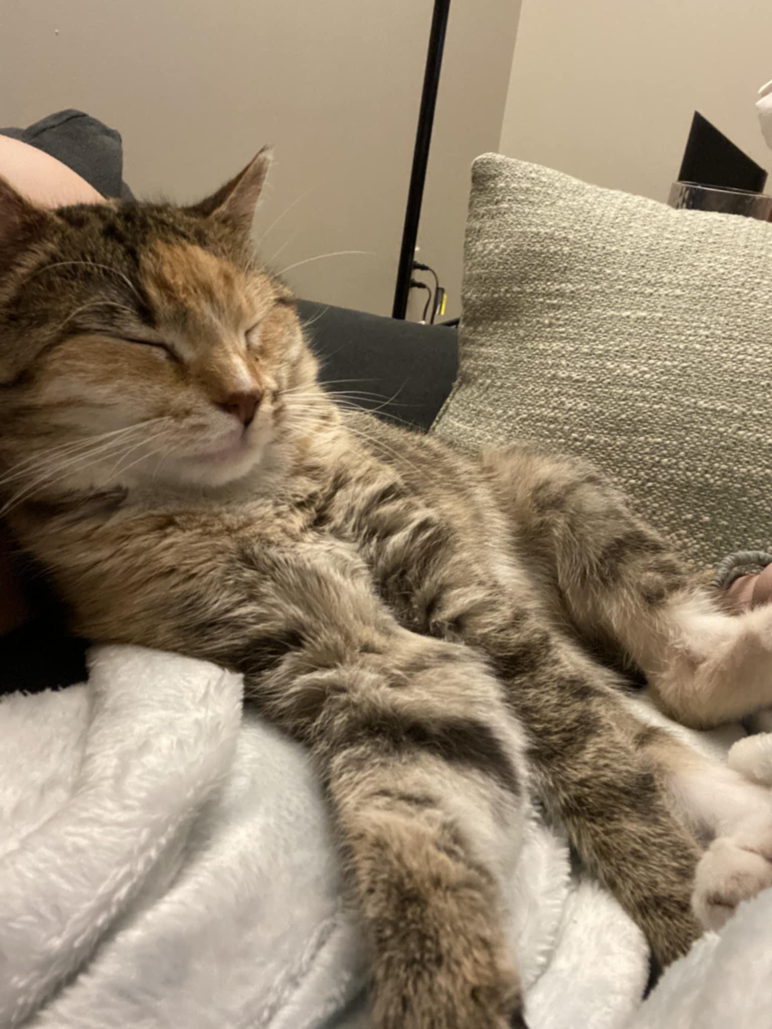 Nelly, a Adoptable Calico in Ona, WV image 3/6